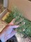 25pcs Artificial Pine Branches - Faux Cedar Stems for DIY Christmas Wreaths, Garland, and Home Decorations